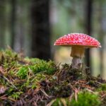 closeup photo of red and white mushroom